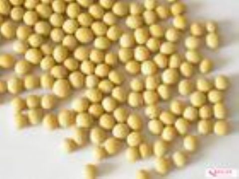 Soybean Extract Powder